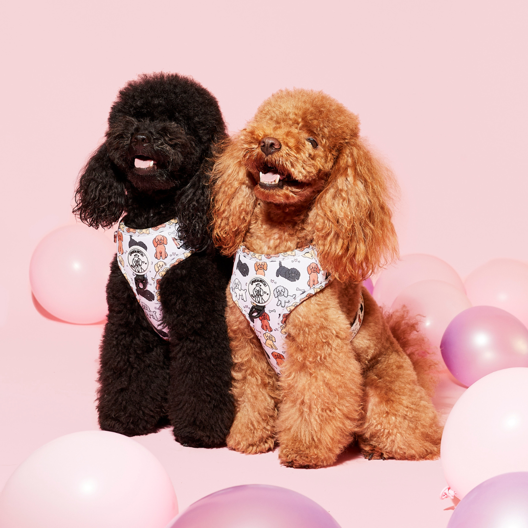 Poodle Club