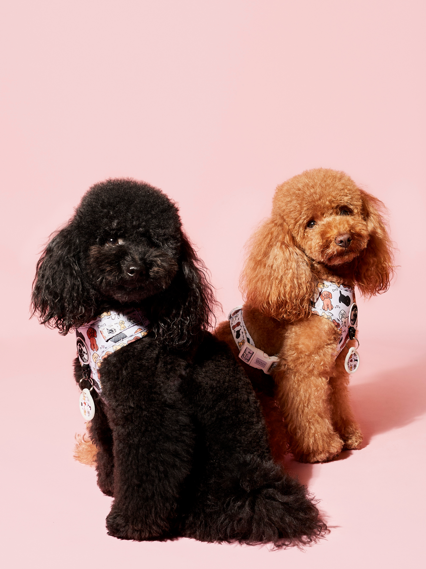 Arnés Ajustable Poodle Club